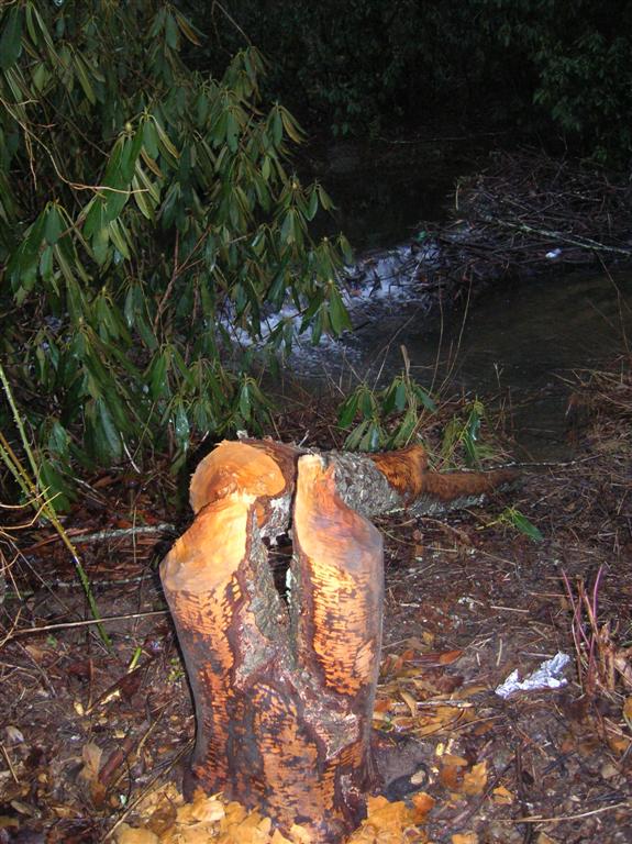 The Work of Beavers