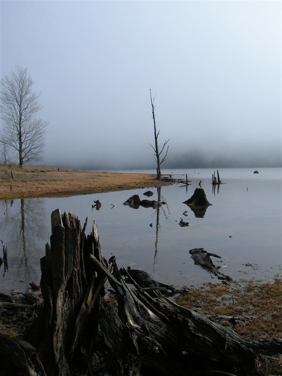 Early Morning Fog