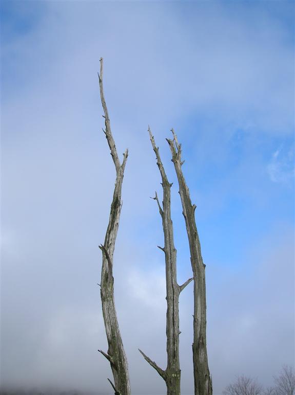 Reaching Skyward