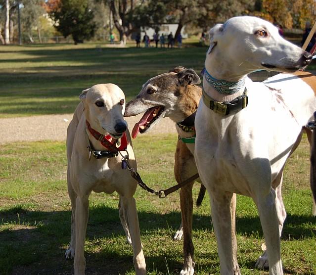 Honey , Lucy and friend, Piper.
