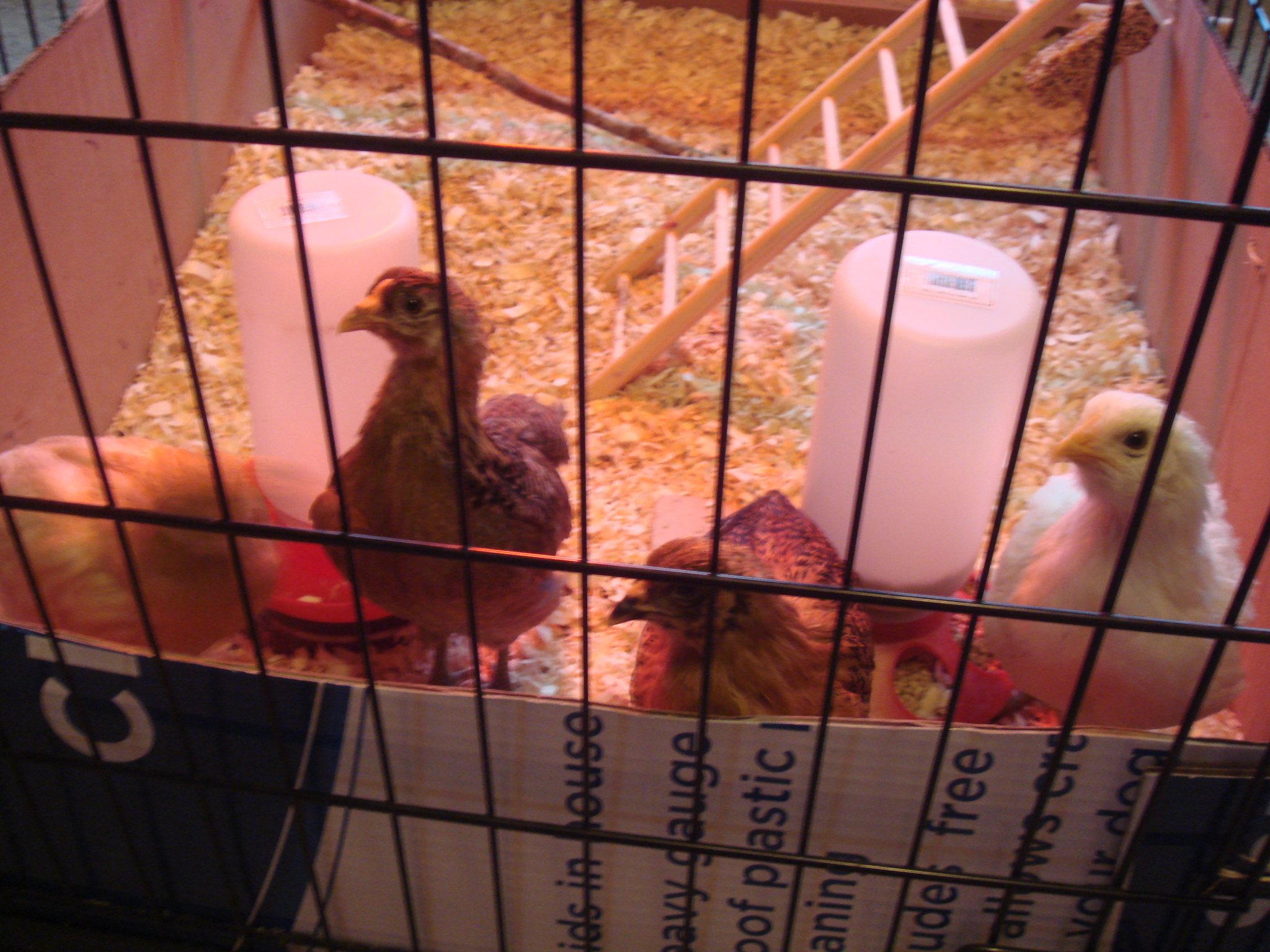 35 Days Old