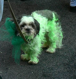 o4/54/682954/1/63555162.dj6aoVdO.StPatricksDay152.jpg