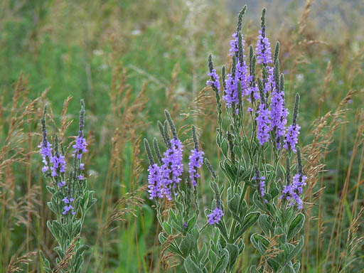 7-18-06.jpg