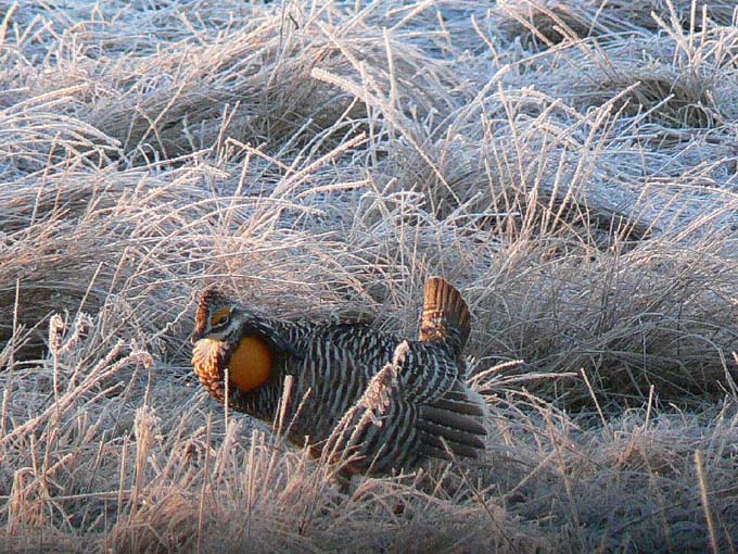 Prairie Chicken 013.jpg