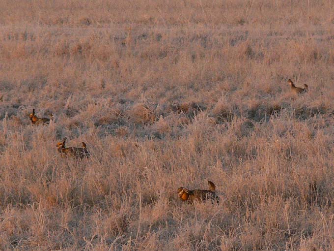 Prairie Chicken 014.jpg