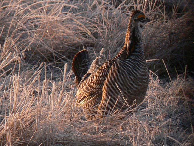 Prairie Chicken 019.jpg