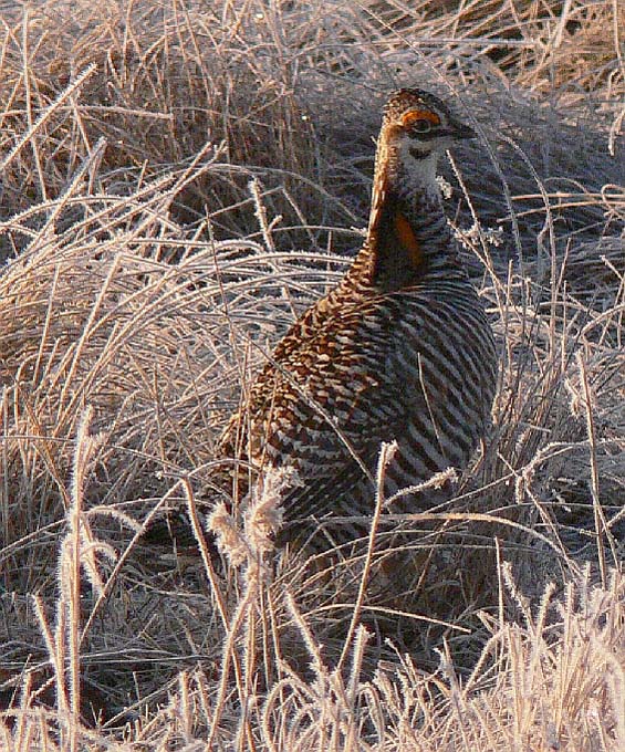 Prairie Chicken 072.jpg