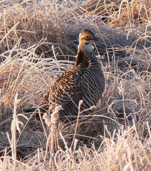 Prairie Chicken 073.jpg