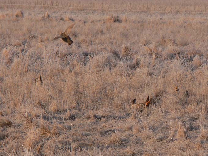 Prairie Chicken 074.jpg