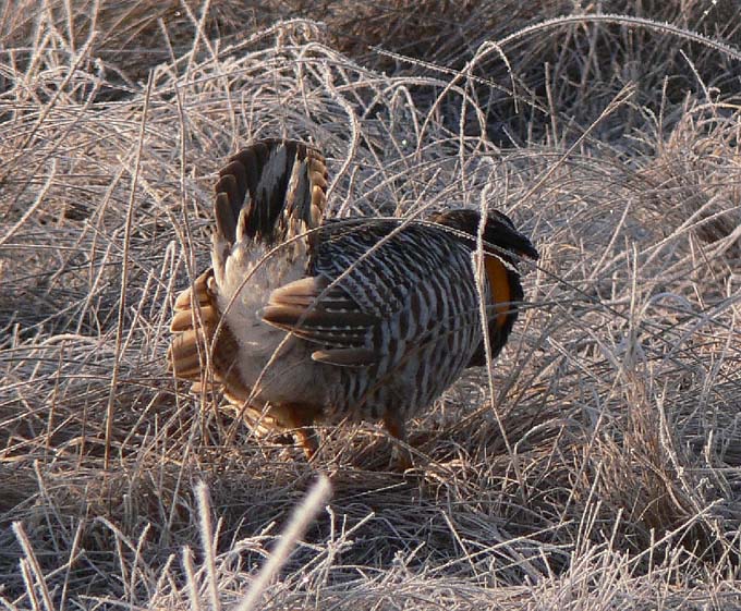 Prairie Chicken 081.jpg