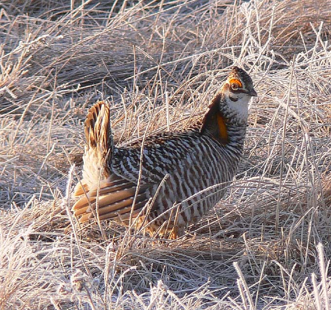 Prairie Chicken 092.jpg