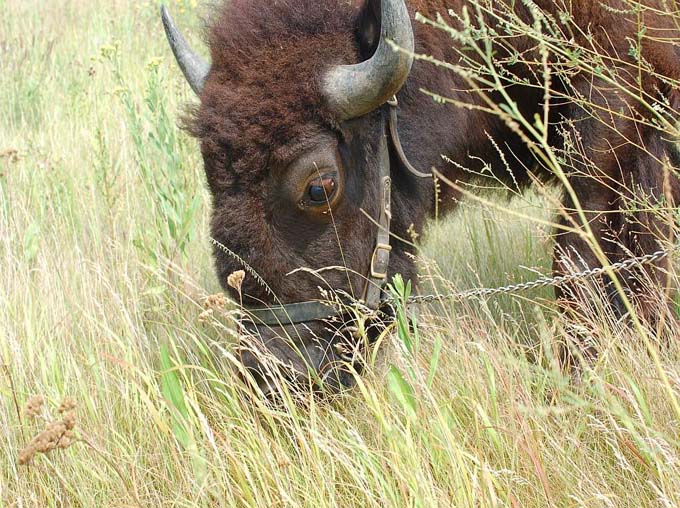 Prairie Day  054.jpg