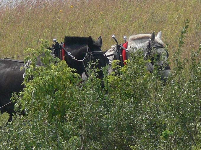 Prairie Day  145.jpg
