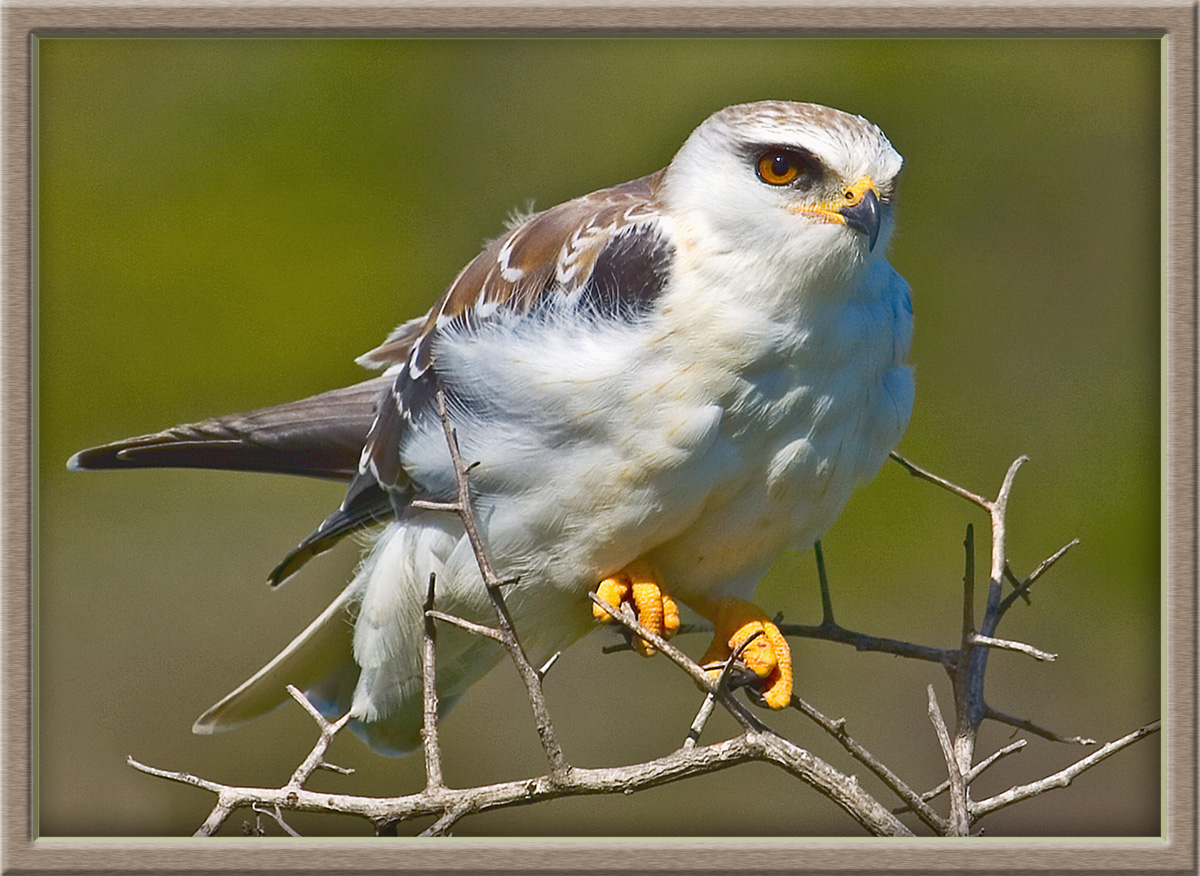 Black Shouldered Kite (4233)