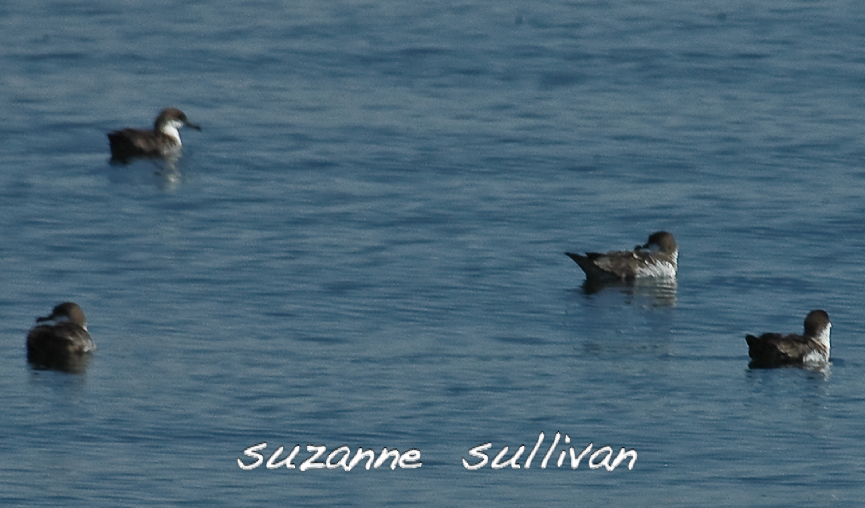 greater shearwaters