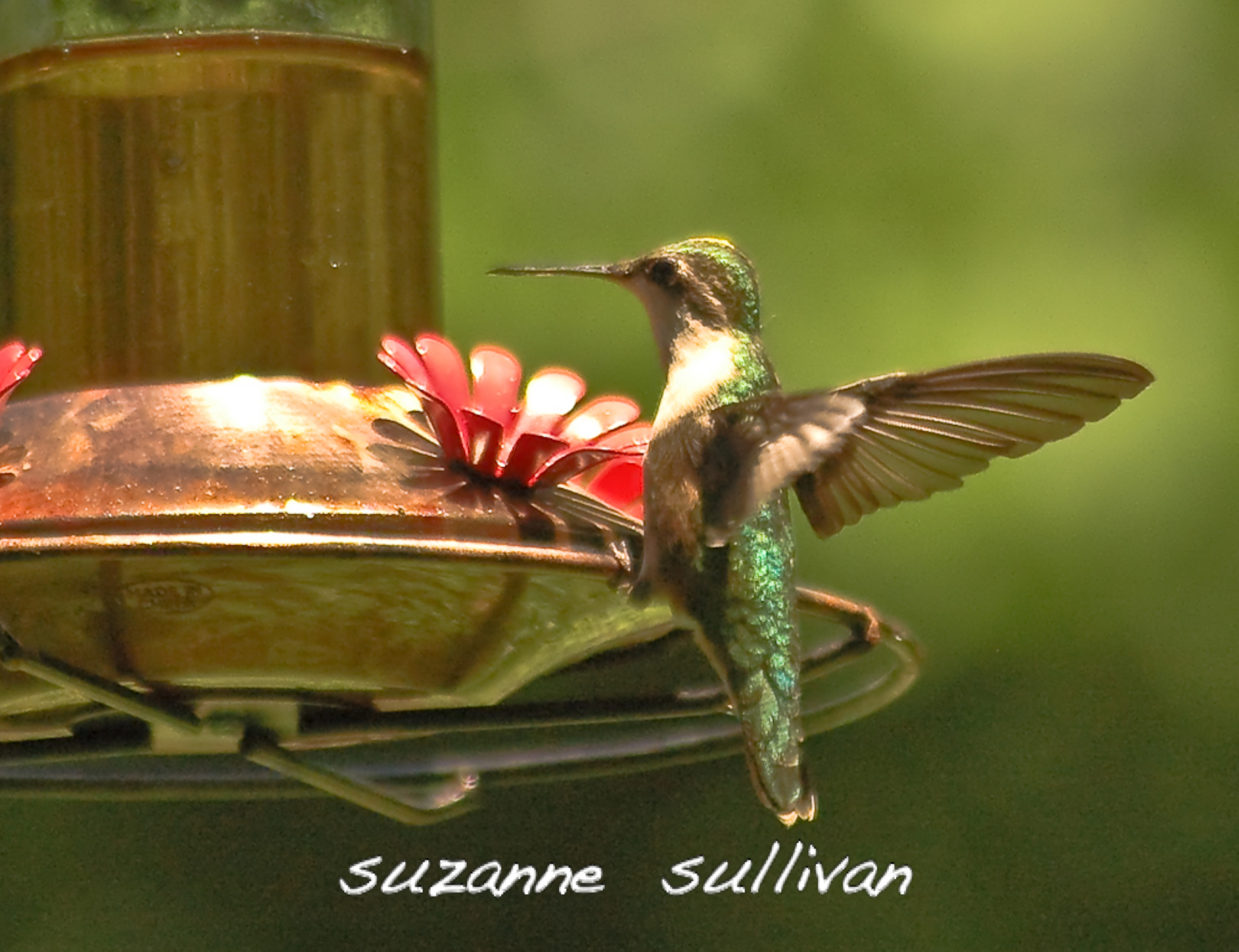 female ruby throat