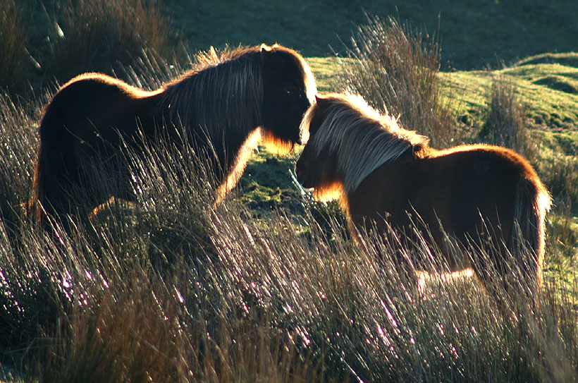 Dartmoor Ponies Backlit