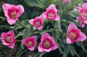 Pink Tulips.jpg
