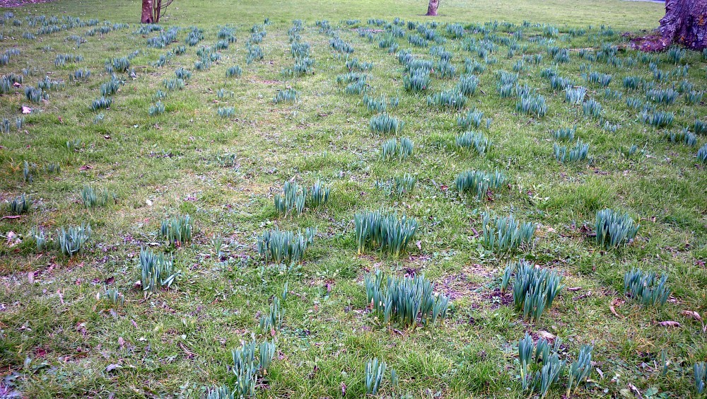 DAFFODILS