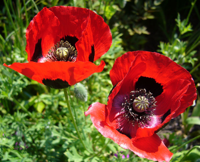 Ladybird Poppies