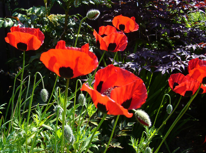Ladybird Poppies