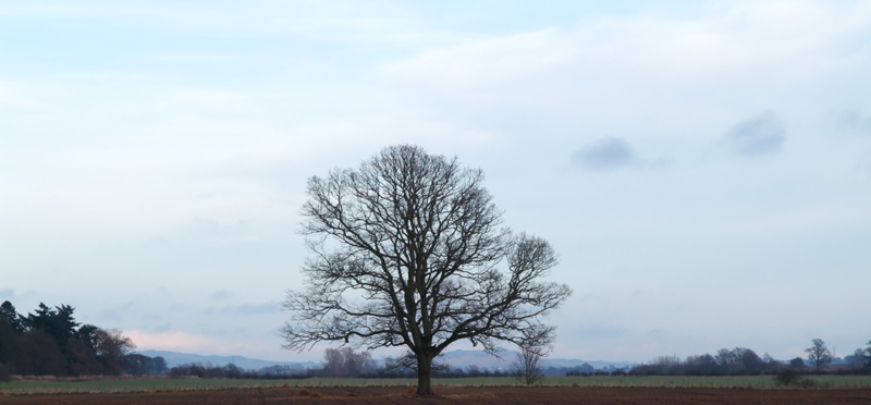 field_tree_1.jpg