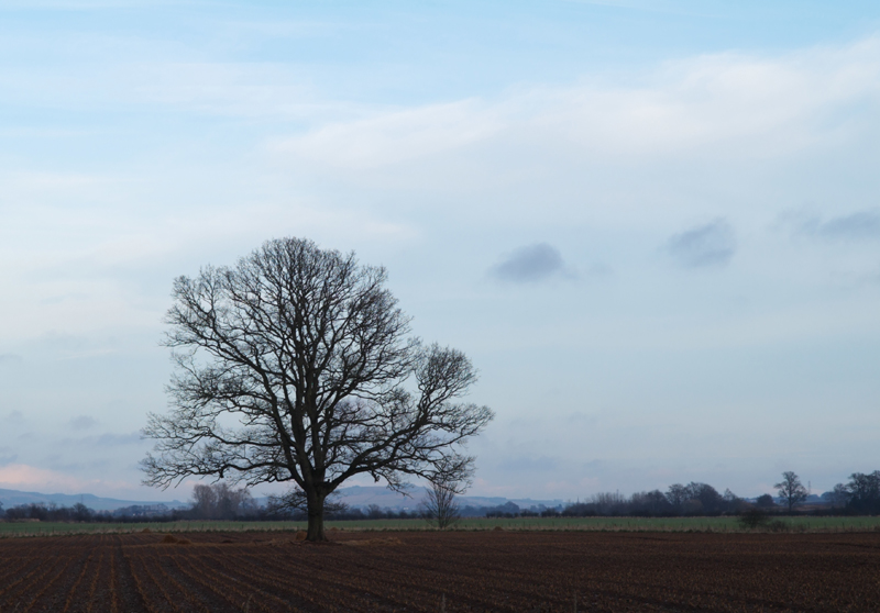 field_tree_2.jpg