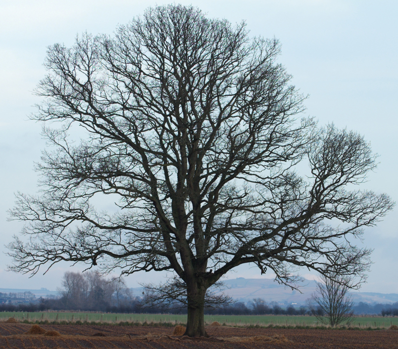 field_tree_3.jpg