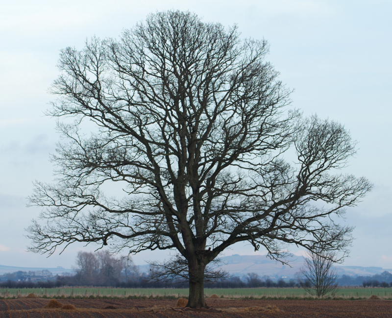 field_tree_4.jpg