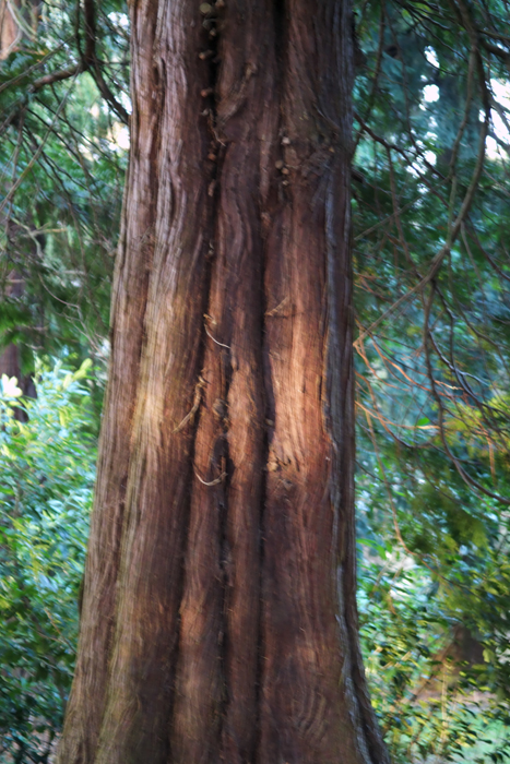tree_2.jpg