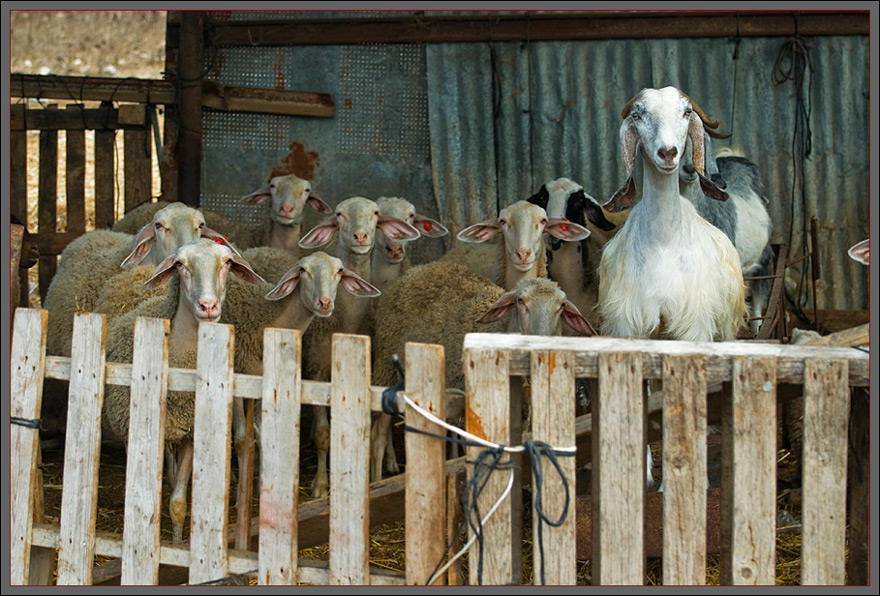 Audience