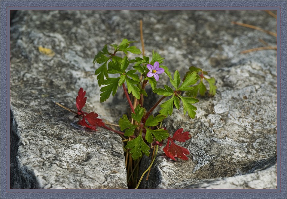 A natural flower arrangement