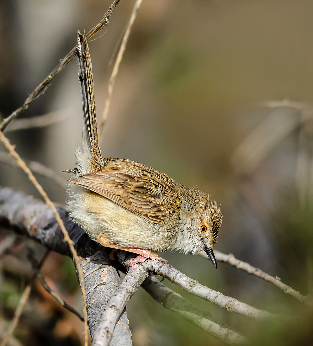 Warbler