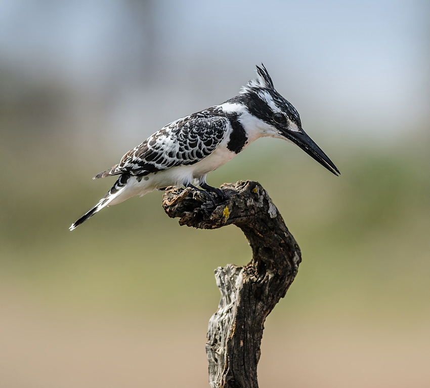 Yet another kingfisher...