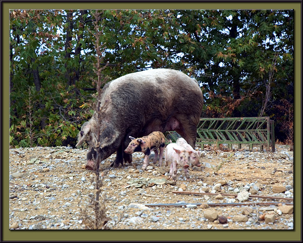 Sow & cubs