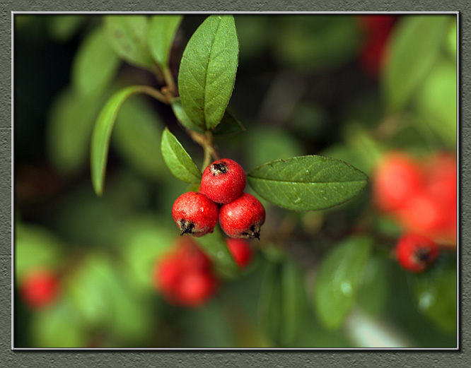 Red hawthorn