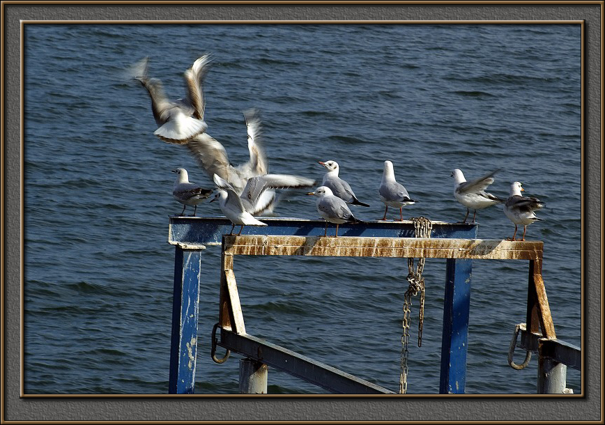 Seagulls in the Kinneret