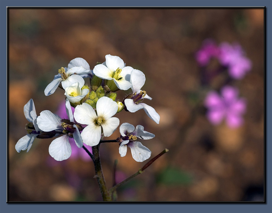 Dreams of flowers