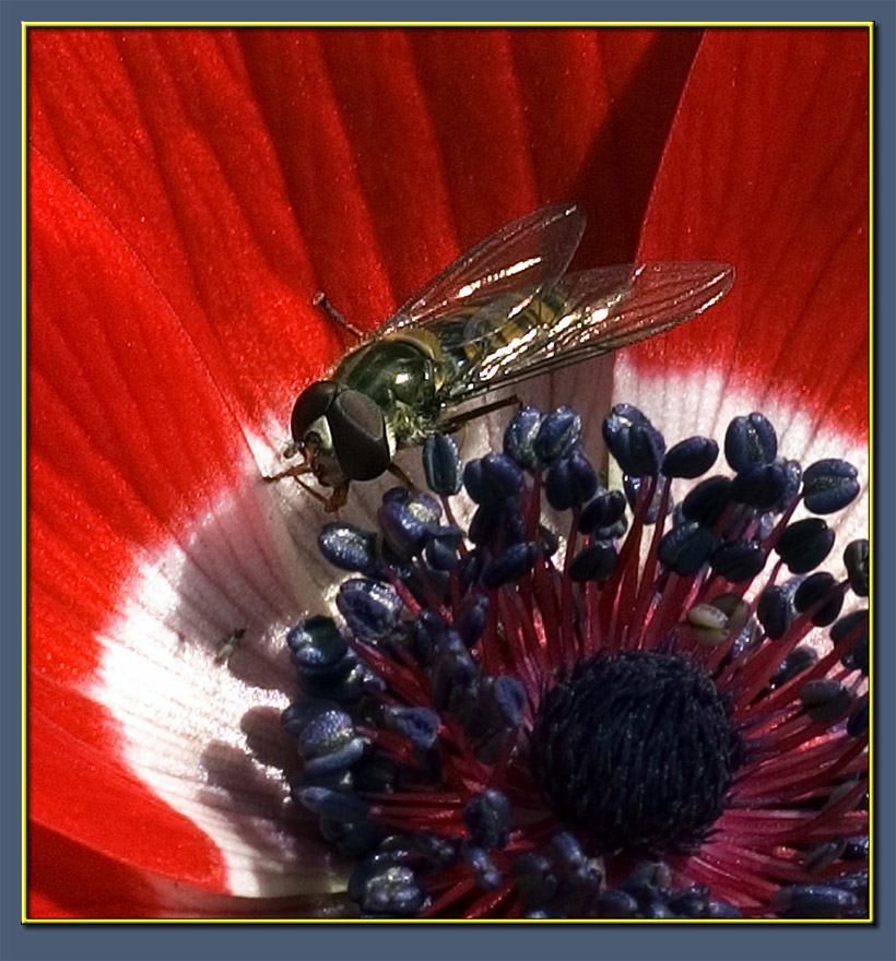 Poppies and flies