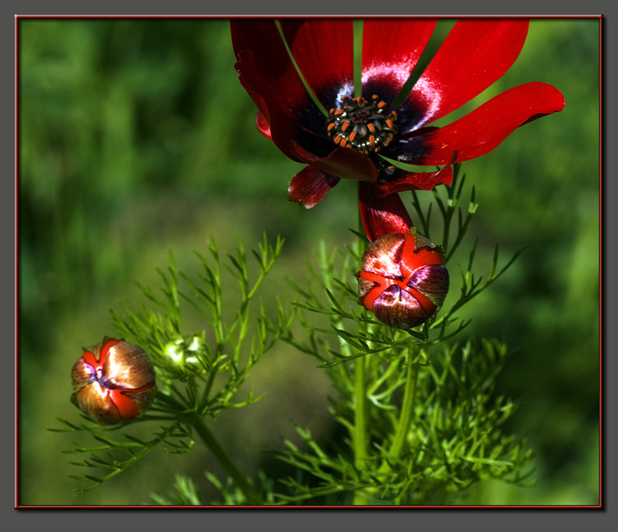 Red poppies