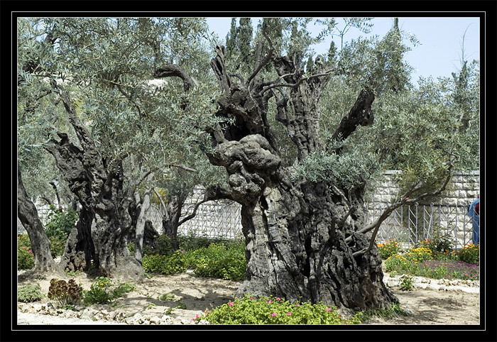 Gat Shmanim church. Ancient olives