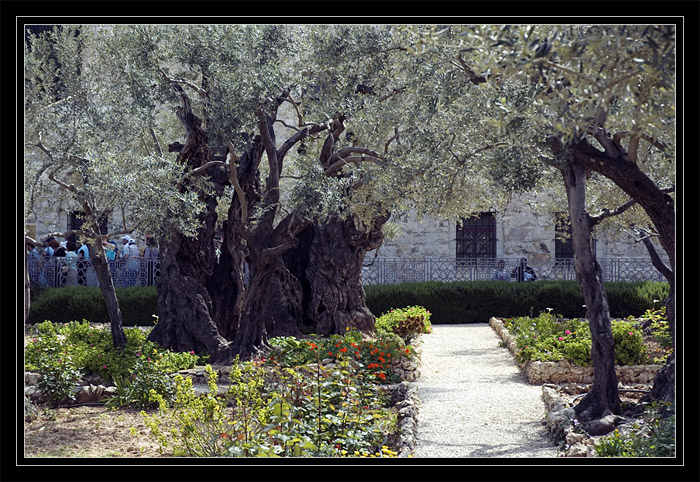 Gat Shmanim church. Ancient olives