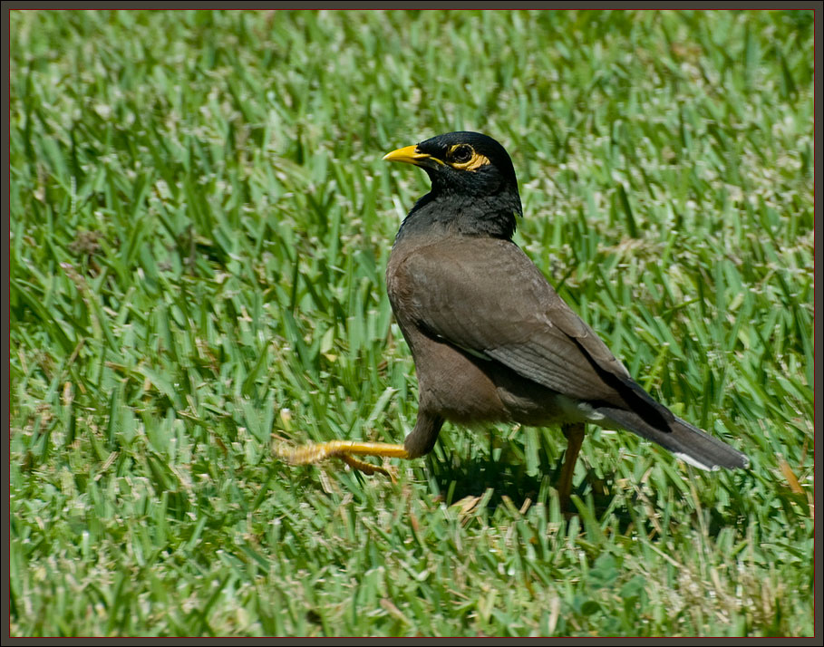 Myna