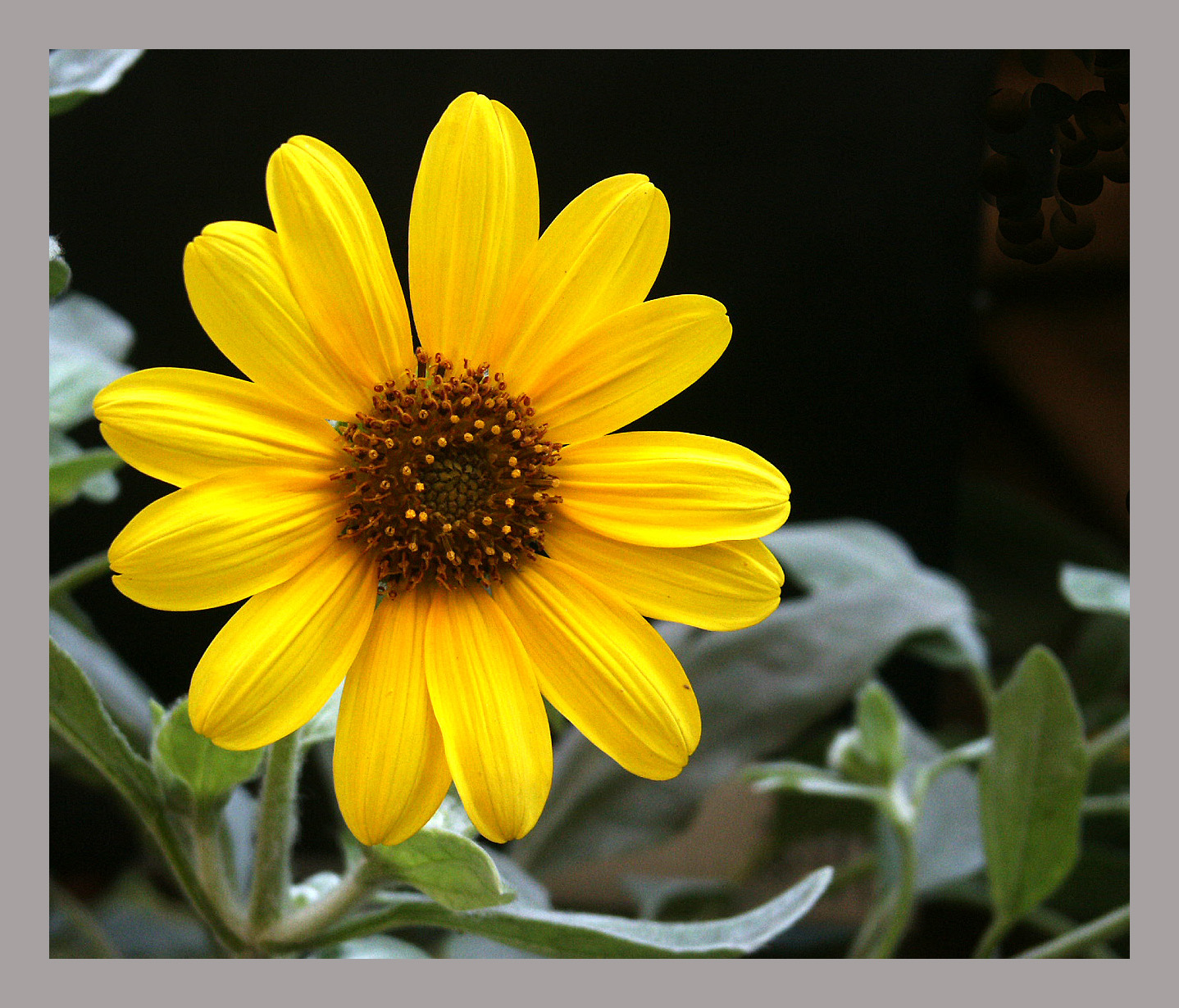 Sunflower_Sr3.jpg