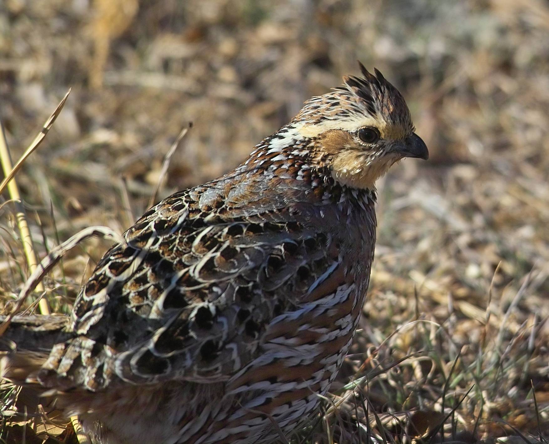 bobwhite hen 2