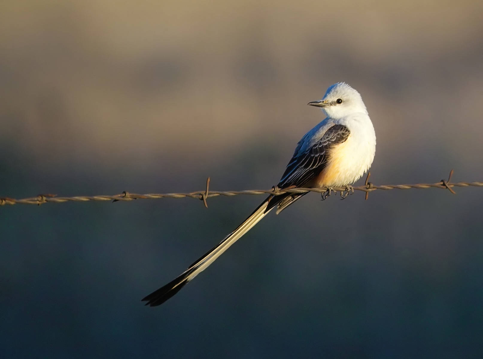 scissor tail mockingbird