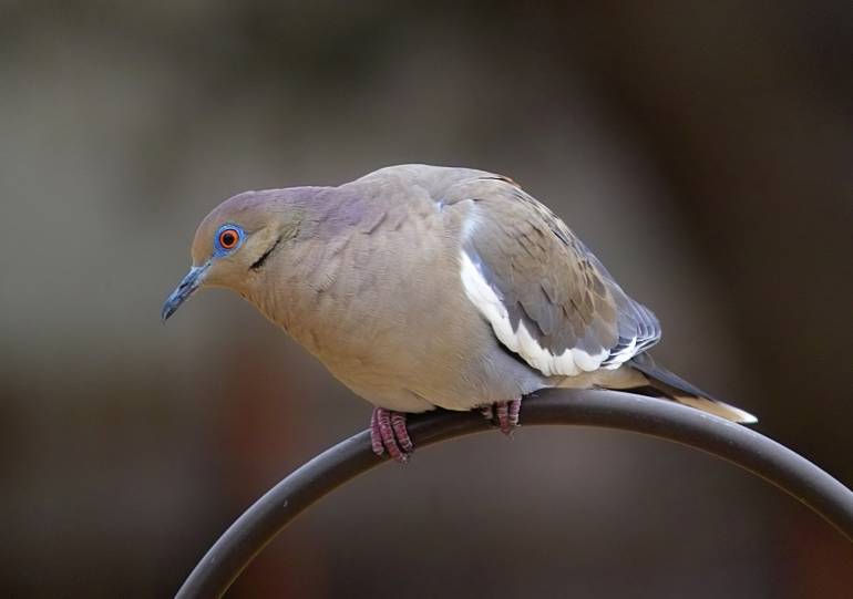 white wing dove