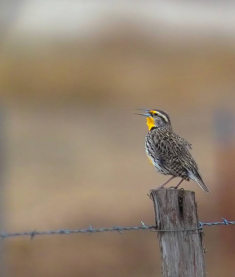 meadowlark calling