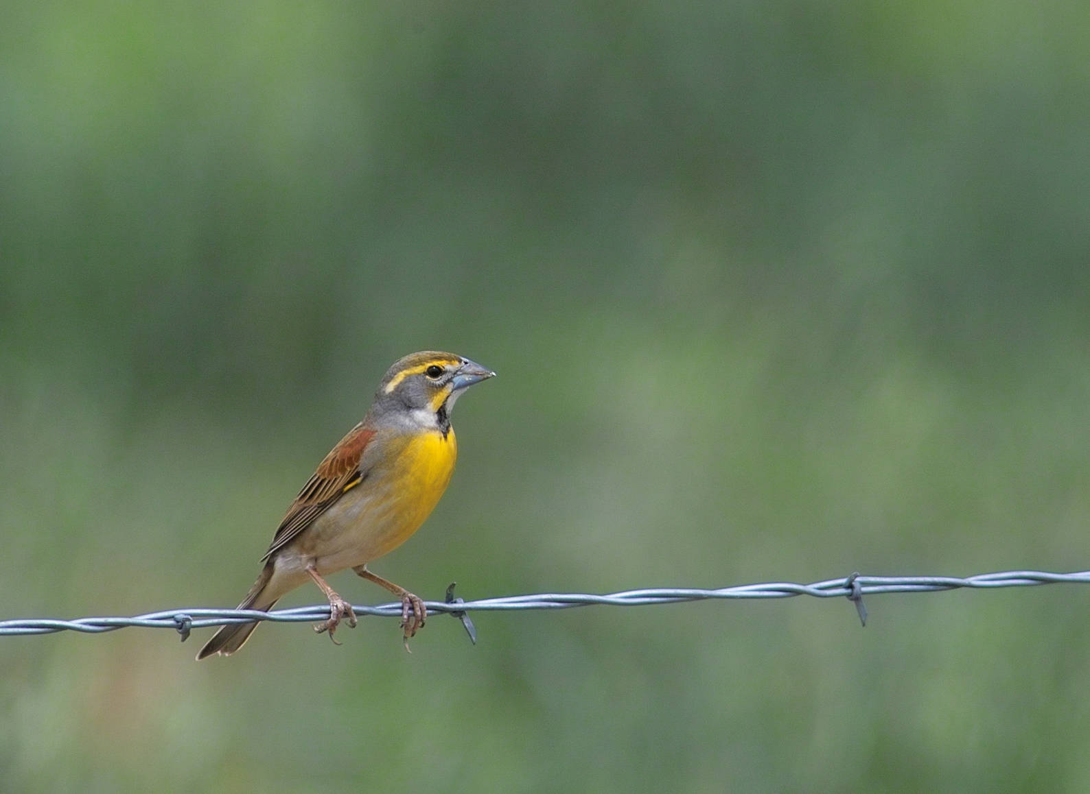 dickcissel