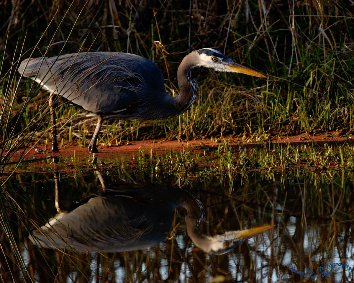 Stalking Reflection